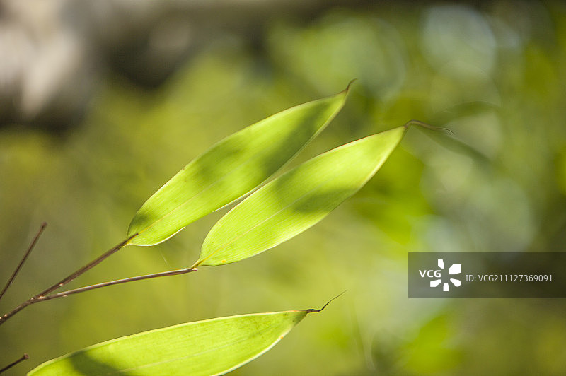 叶子,大鄣山卧龙谷,婺源,江西省,中国,亚洲图片素材