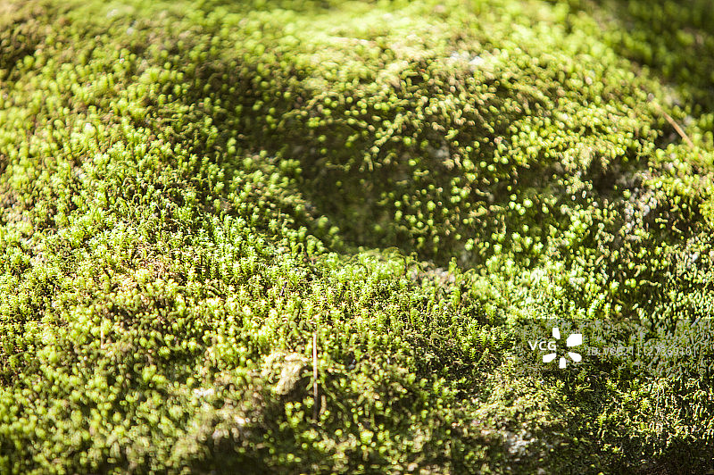 青苔,大鄣山卧龙谷,婺源,江西省,中国,亚洲图片素材