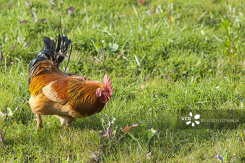 公鸡,婺源,江西省,中国,亚洲图片素材