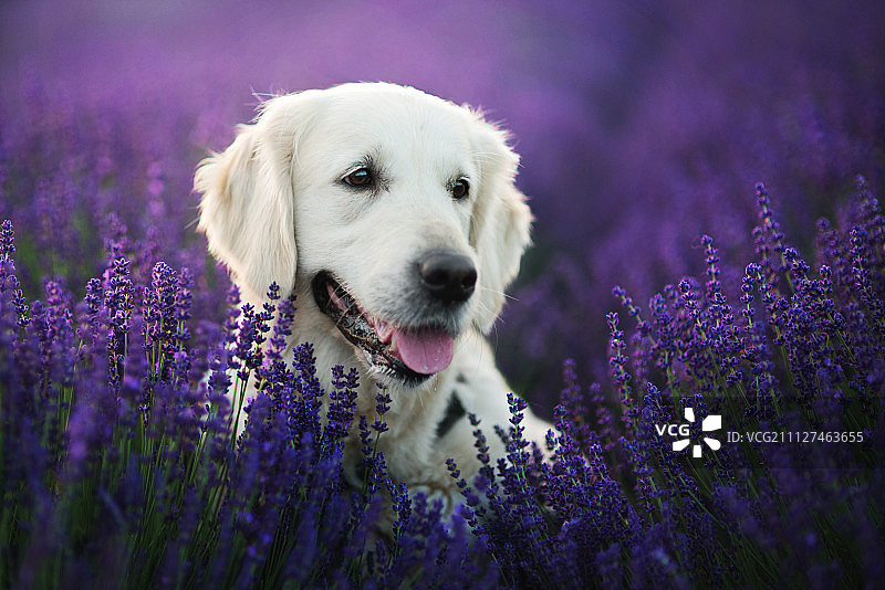 薰衣草公主图片素材