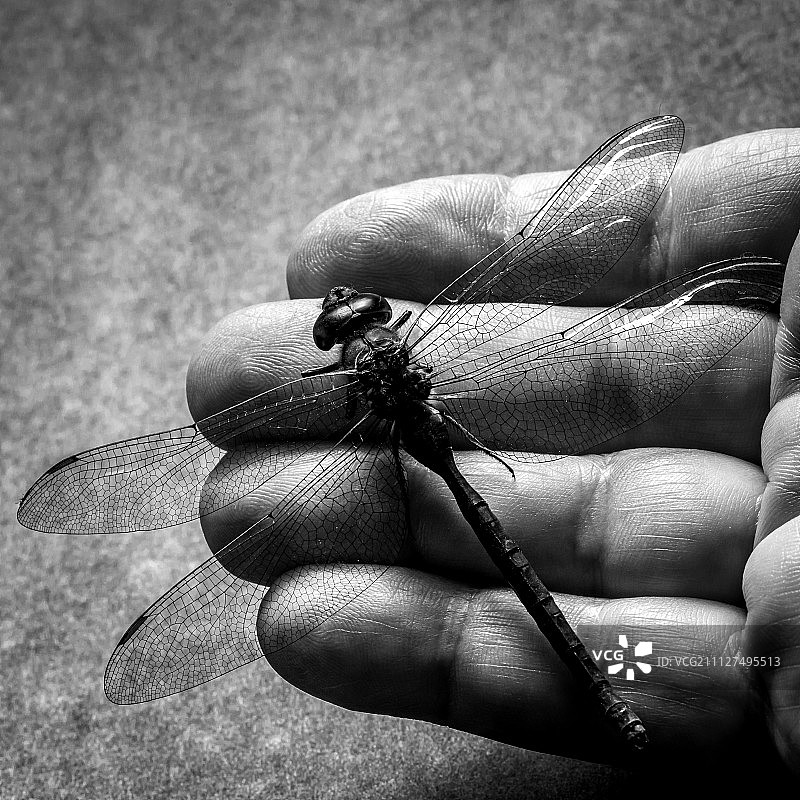 蜻蜓图片素材
