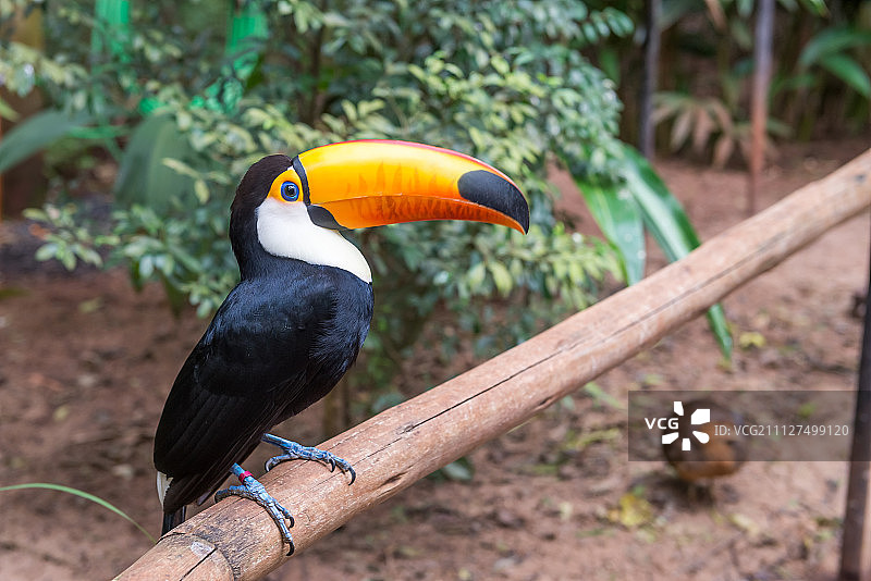 巨型彩色巨嘴鸟特写图片素材