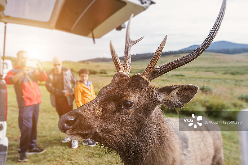 一只鹿闯入镜头图片素材