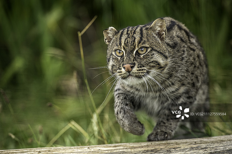 钓鱼猫图片素材