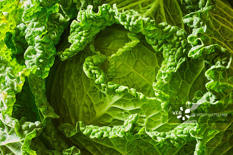 Savoy甘蓝菜图片素材