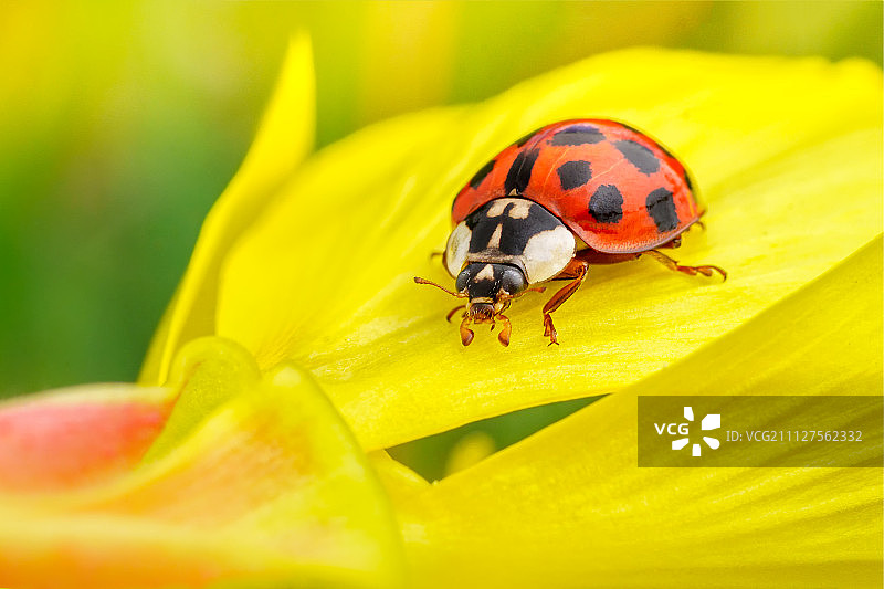 黄色花朵上的瓢虫图片素材
