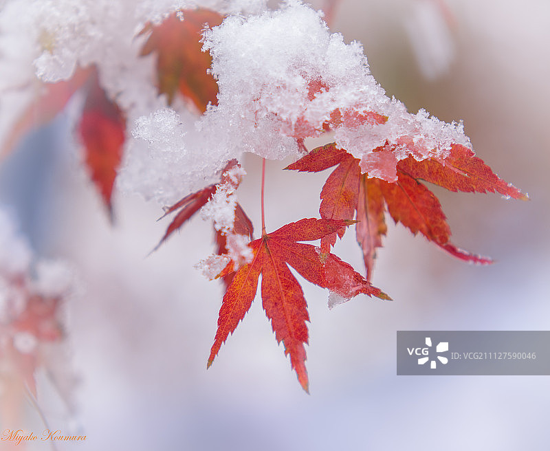 秋冬交替图片素材