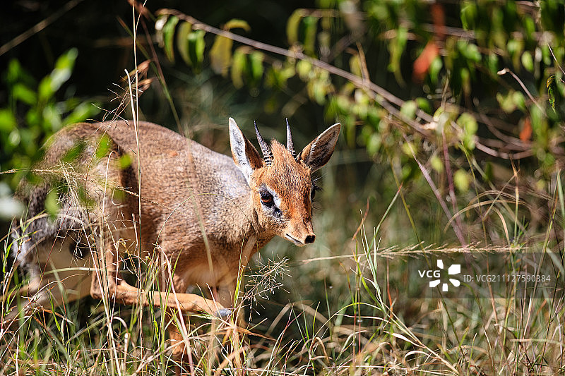 小羚羊图片素材