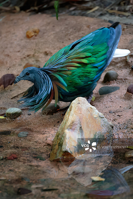 尼科巴鸠图片素材