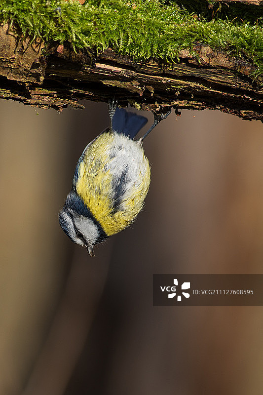 蓝山雀图片素材