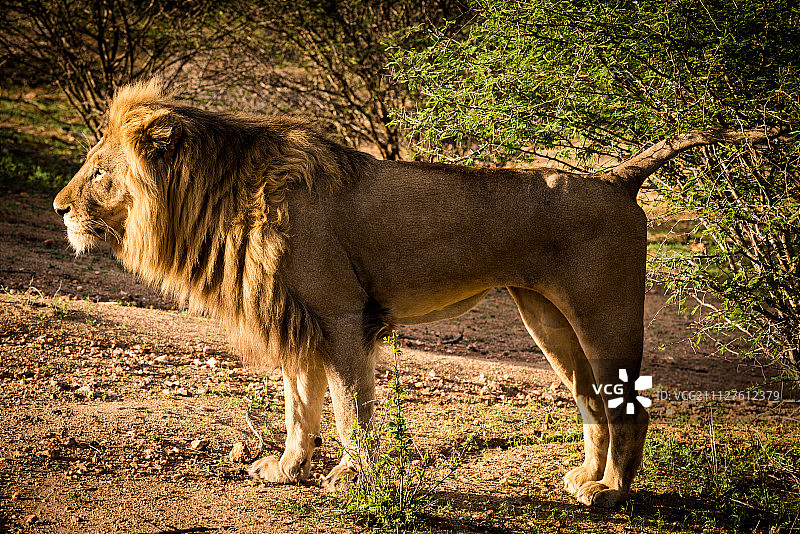 雄性非洲狮图片素材