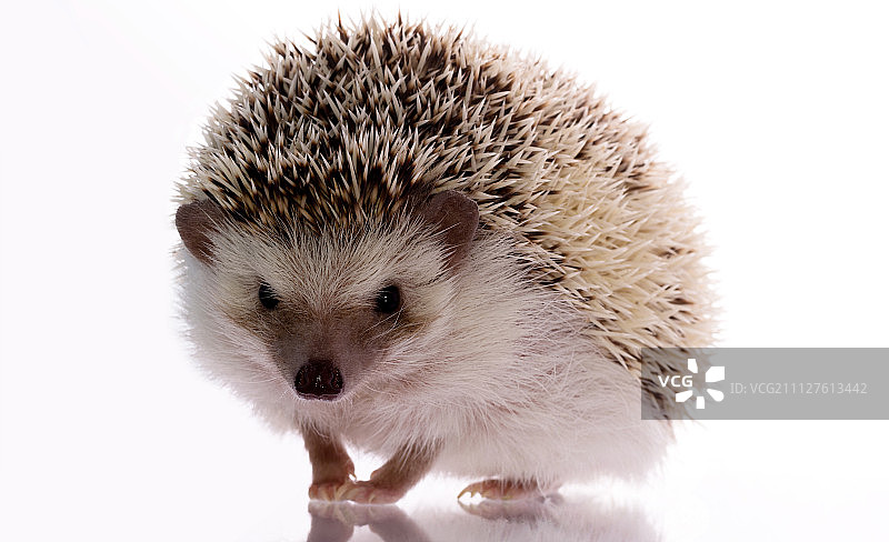 白色背景上的非洲刺猬图片素材