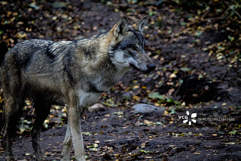 丹麦哥本哈根动物园里的狐狸图片素材