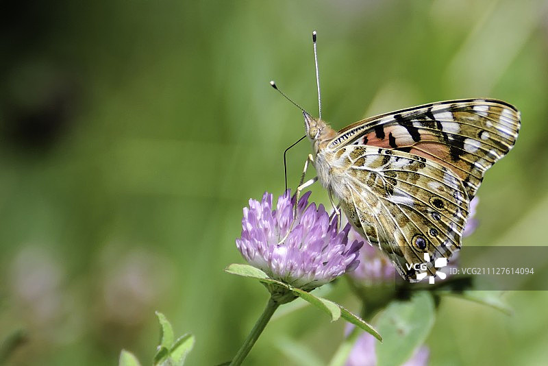 蝴蝶之梦图片素材
