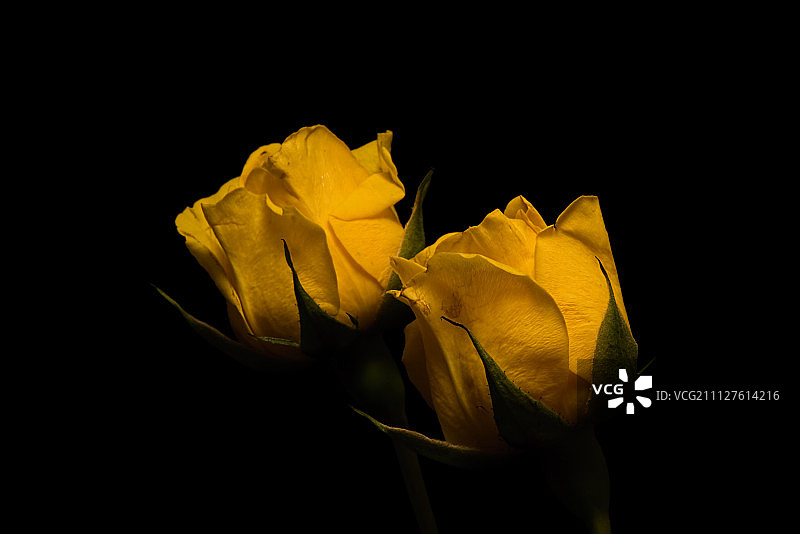 黄色玫瑰花 (1106)图片素材