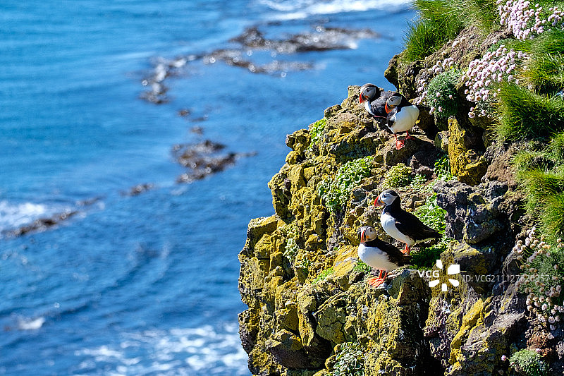 Látrabjarg海鹦图片素材