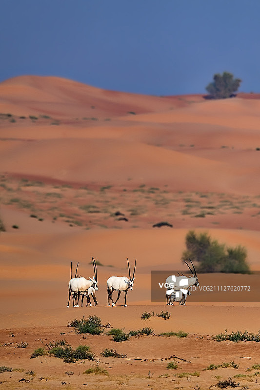 阿拉伯羚羊栖息地图片素材