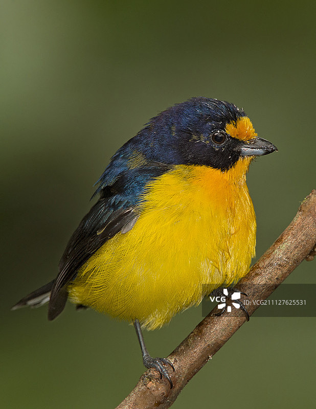 巴西金唐纳雀图片素材