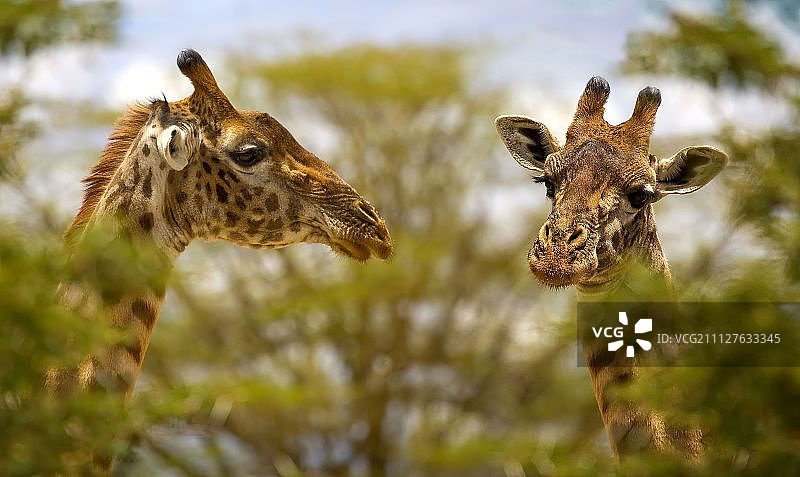 两只长颈鹿图片素材