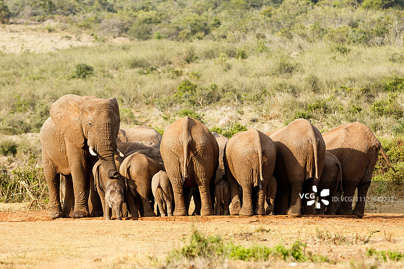 用鼻子指路的大象图片素材