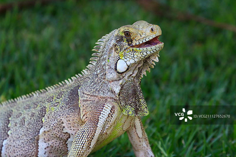 蜥蜴的微笑图片素材