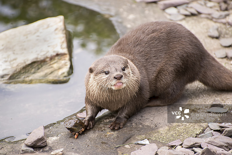 嗡嗡作响！(1)图片素材
