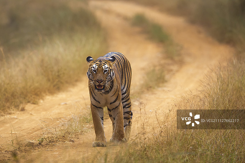 皇后步道图片素材