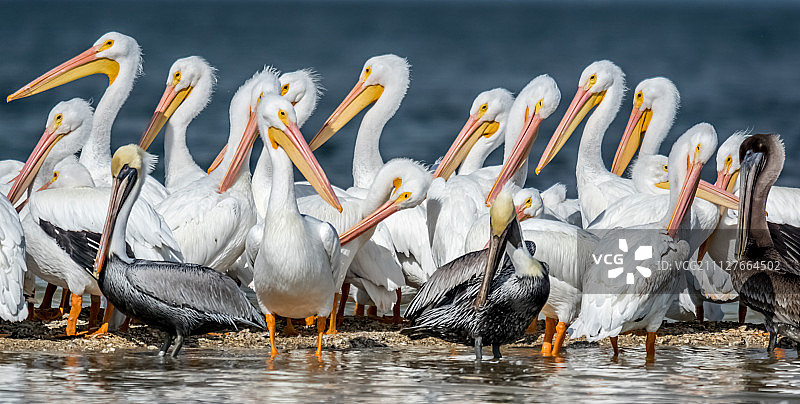 白鹈鹕图片素材