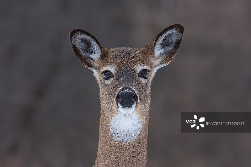 冬季的白尾鹿图片素材