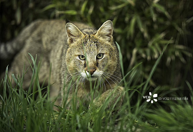 丛林汽车系列图片素材