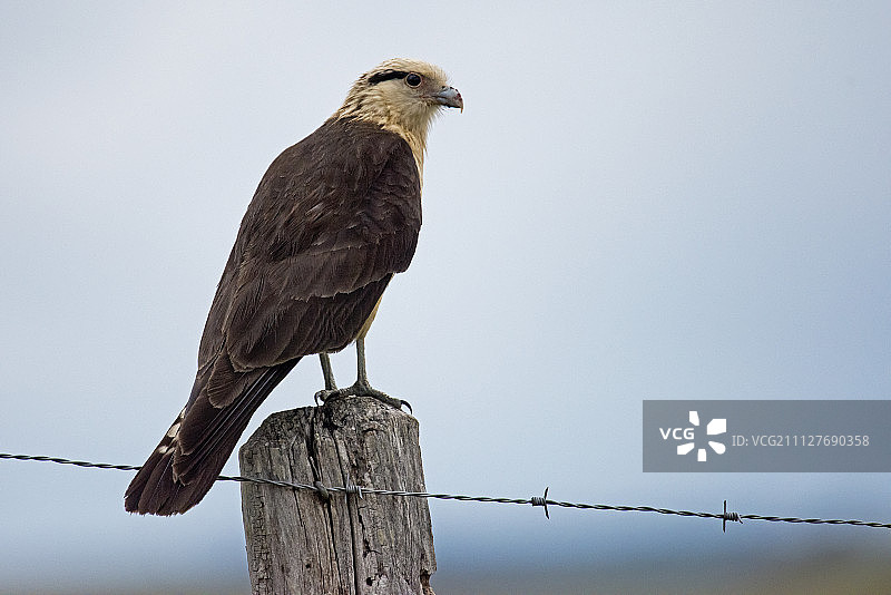 黄头卡拉鹰图片素材