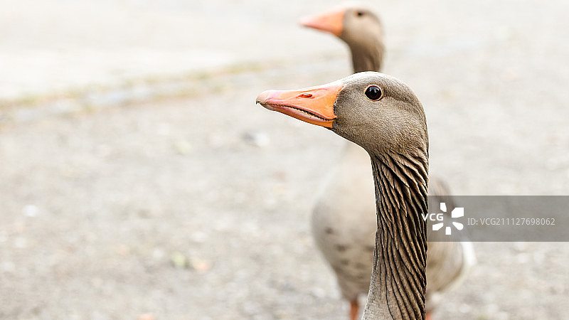 德国不伦瑞克图片素材