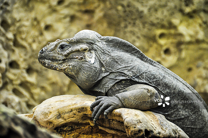 石头上的蜥蜴图片素材