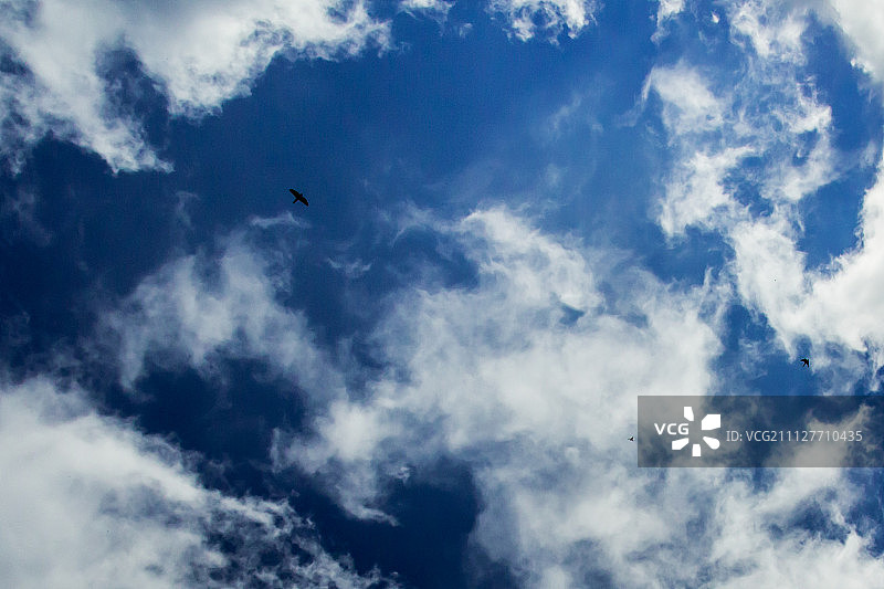 天空中的猎鹰图片素材