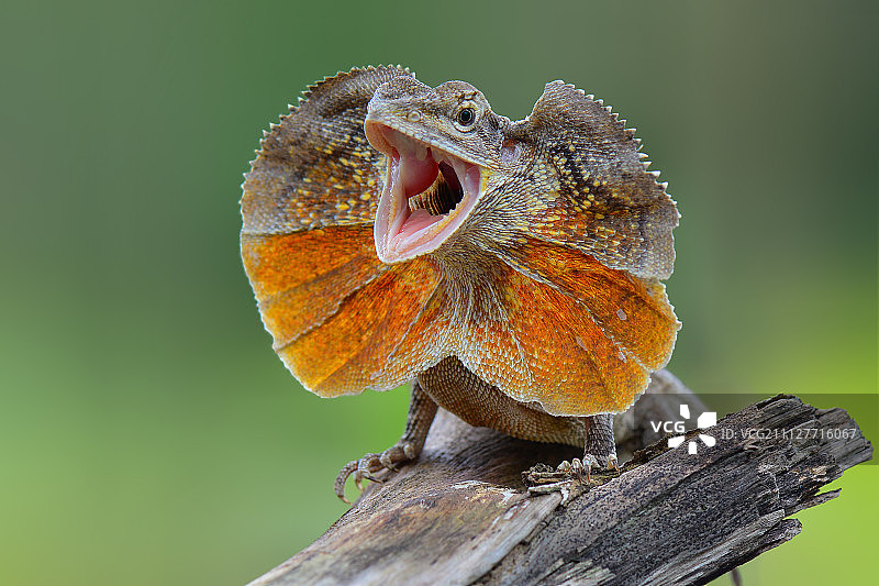 愤怒的伞蜥图片素材