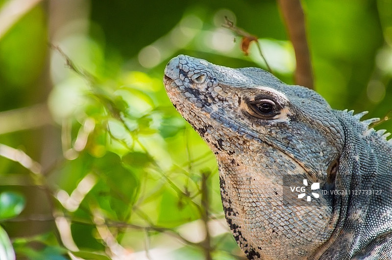 黑色鬣蜥图片素材