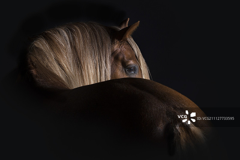 卢西塔诺马图片素材