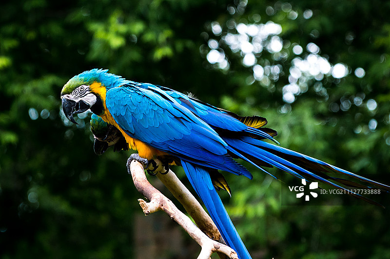 鹦鹉图片素材
