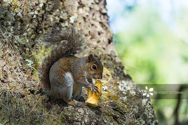 亚历山大泉图片素材