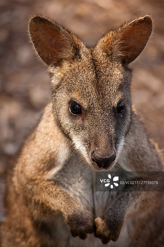 希尔斯维尔保护区一月图片素材