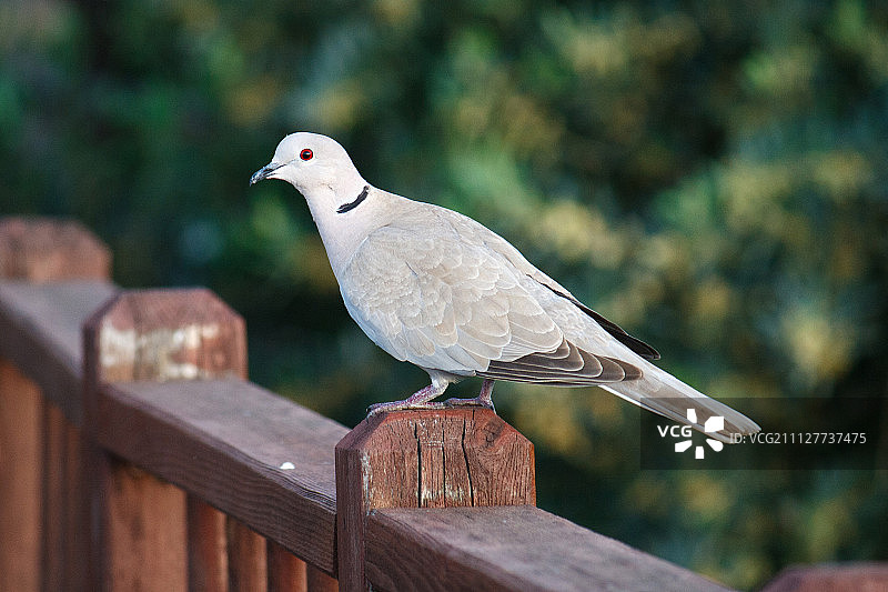 Göynük, 土耳其中东图片素材