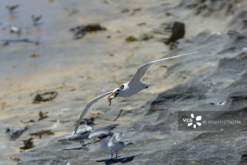 海鸥与鱼图片素材