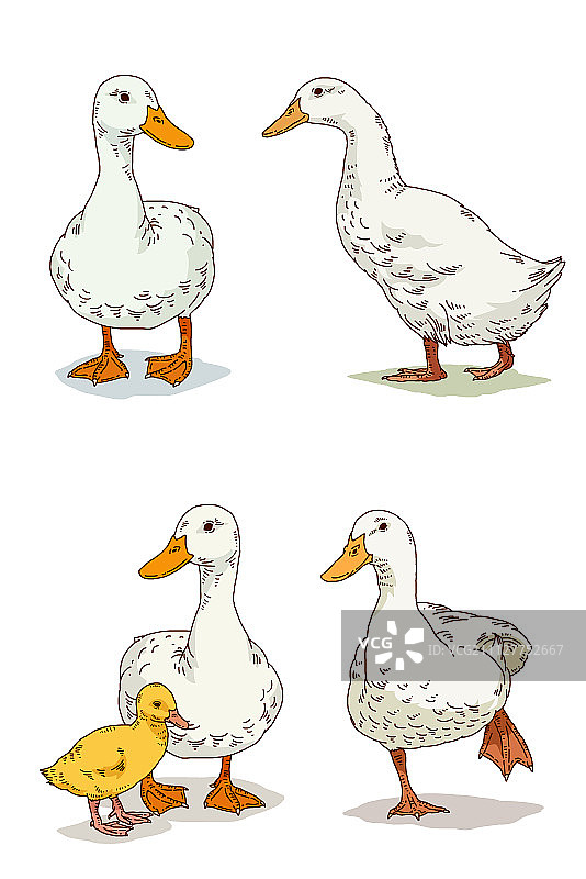 动物 008图片素材