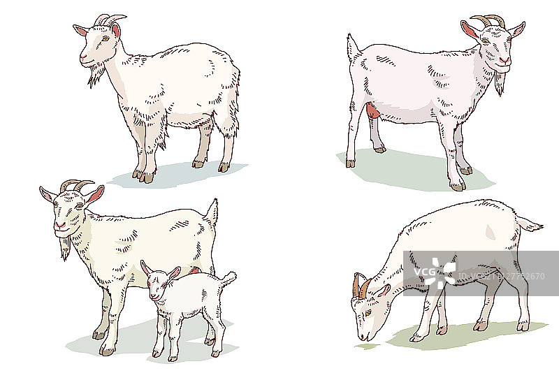 动物 010图片素材