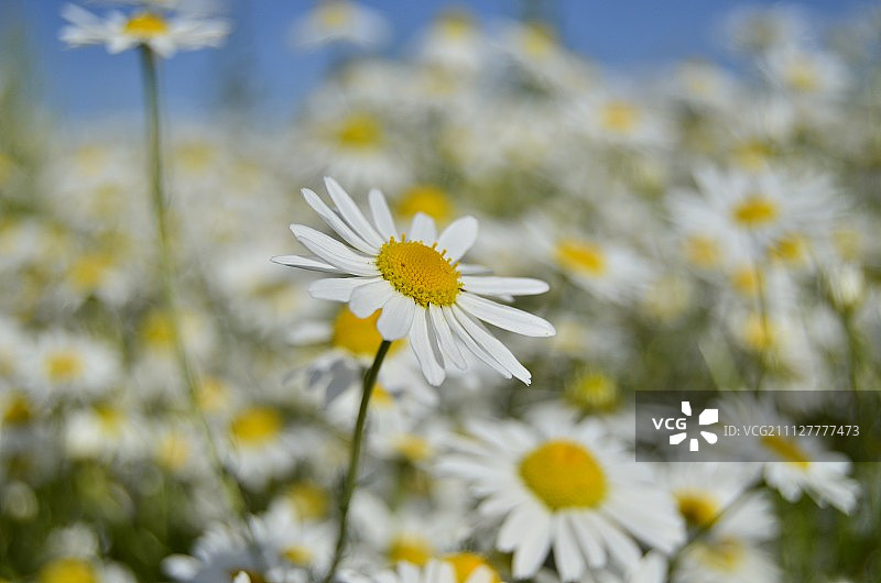 甘菊图片素材