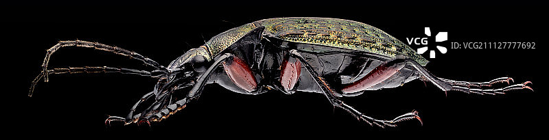 步行虫（19500x5000像素）图片素材