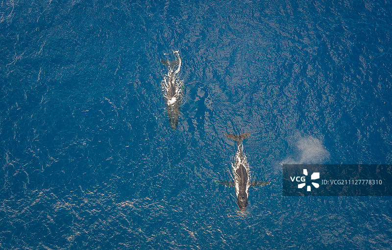 两只座头鲸的鸟瞰图图片素材