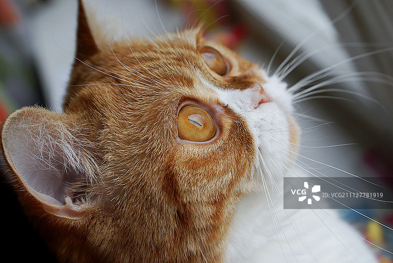 普沙猫图片素材