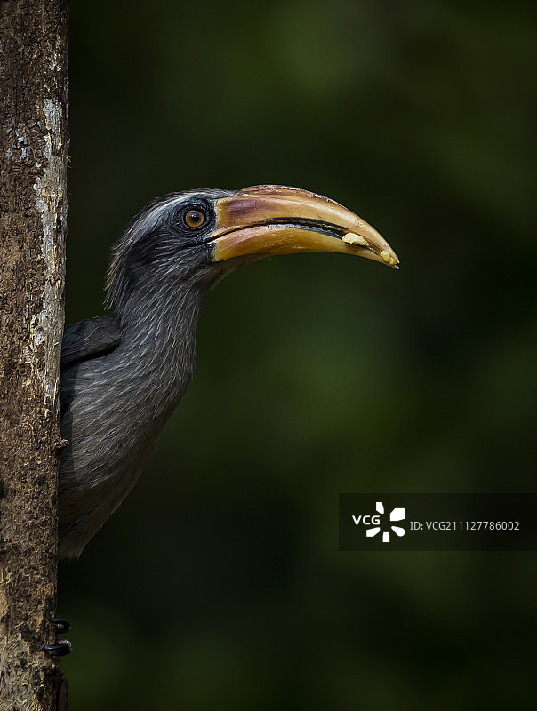 灰色犀鸟图片素材