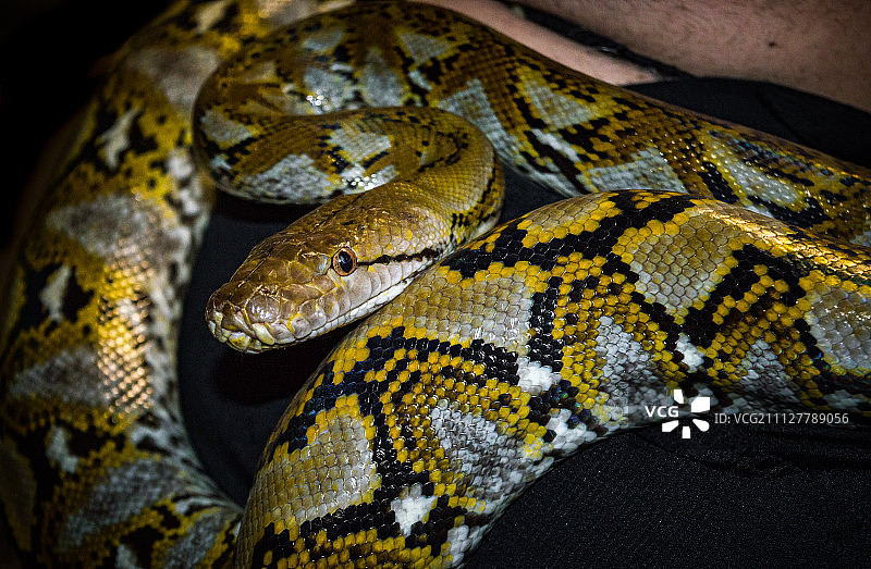 网纹蟒图片素材